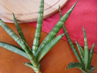 Sansevieria boncel