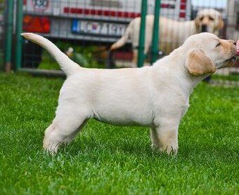 Labrador steniatka s PP