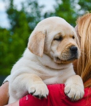 Labrador steniatka s PP