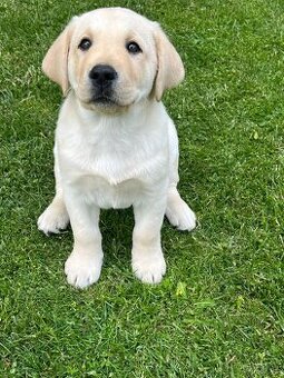 Labrador steniatka s PP