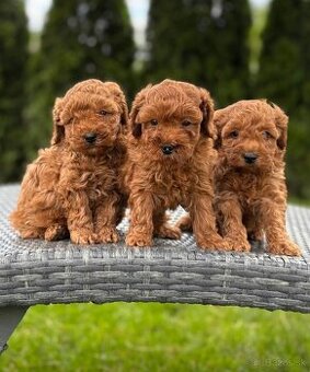 Pudel, pudlik toy/trpaslik red