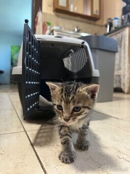 Maciatka k adopcii