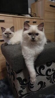 Blue Point Ragdoll