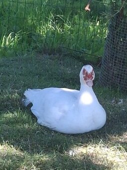 Kacky