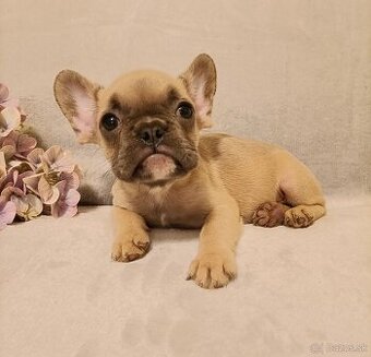 Šteniatka - Francúzsky buldoček  lilak, fawn,