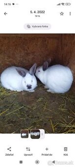 Predám: Nitriansky králik