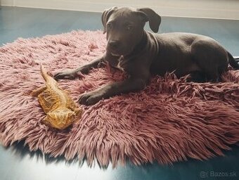 Predám fenku amerického staforda