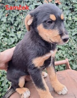 Darujem Šteniatka 9 týždňové