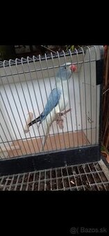 Alexander maly hlava chvost opalin