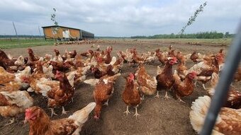 Predaj sliepok z rozvozom