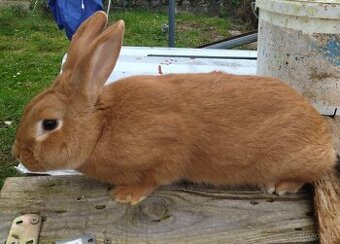Predám 6 -mesačnú samicu burgundský králika