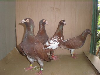 Predám poštové holuby