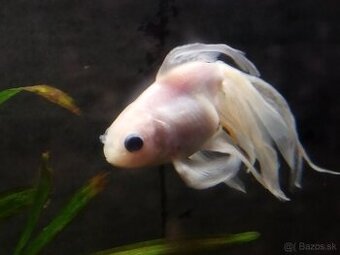 Darjem závojnatku bielu do dobrých rúk