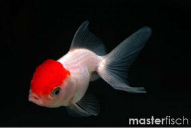 Kúpim rybky Carassius auratus red cap lionhead - levia hlava - 1