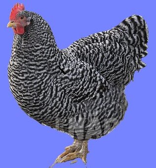 Predám čistokrvné kurčatá.