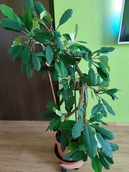 Predám Euphorbia leuconeura