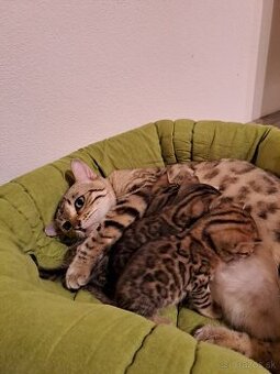 Bengalske maciatka s PP