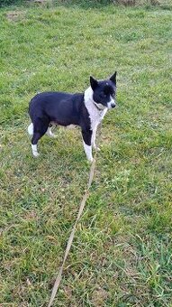 Karelsky Medvedí pes