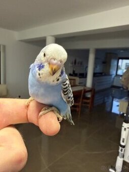 Andulka Maznačik krotká