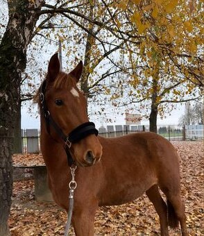 Mladá kobylka s polovičným pôvodom