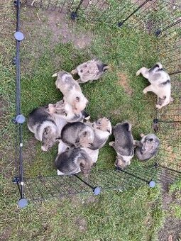 Západosibírska Lajka - 1