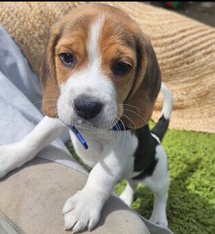 Krásne šteniatka bígla na adopciu.