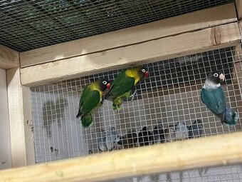 Predam Agapornisou škraboškovich