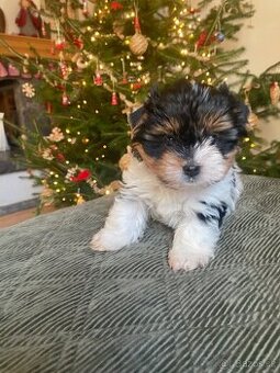 yorkshirsky terier biewer