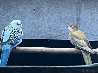 Rozely parana na ciernomodre