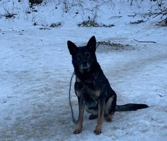Darujem NO fena Nemecký ovčiak ZADARMO