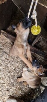 Dobrí deň man na predaj belgického ovčiaka