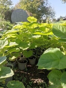 Predám sadenice paulownie