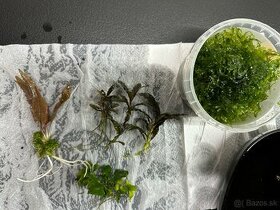 Rastlinky do mini akva / krevetaria - 1