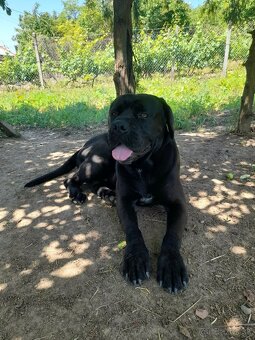 Cane Corso - Pes