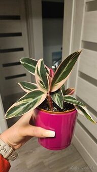 Stromanthe triostar