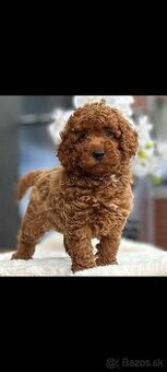 Mini Pudel