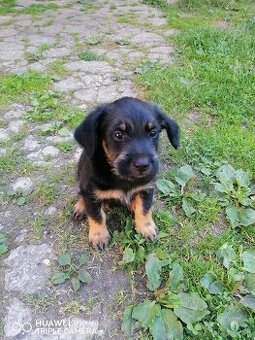 Steniatko psik stena