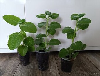 Originál rymovnik ( nádchovník)