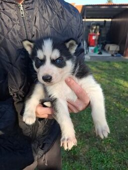 Predám šteniatka sibírsky husky
