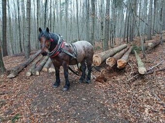 Predám ťažného valacha.