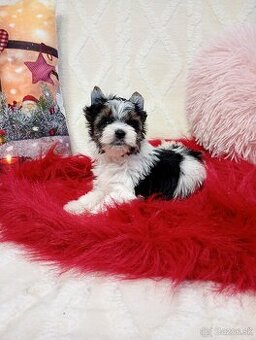 Yorkshir teriér biewer