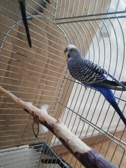 Predám samčeka andulky