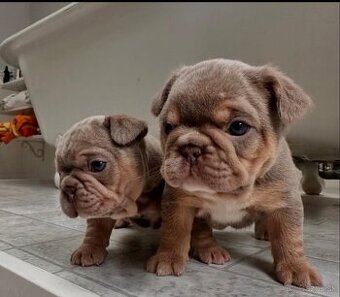 Šteniatka francúzskeho buldočka na adopciu.