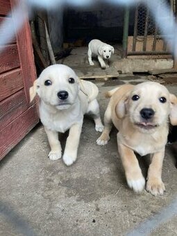 Darujem šteniatka (7 týždňové)