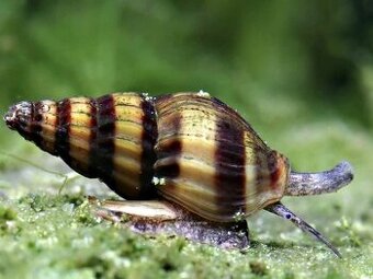 Clea Helena – akvarijné assassínské slimáky