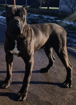 Cane corso