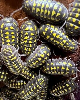 Armadillidium gestroi