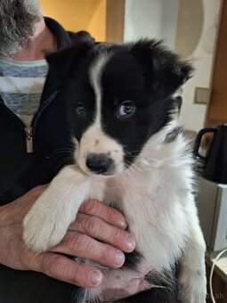 Border collie