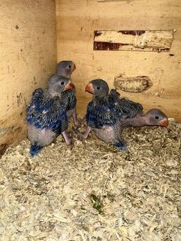 Na ručne dokrmenie Alexander malý