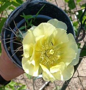 opuncia - mrazuvzdorný kaktus, farba kvetu žltá